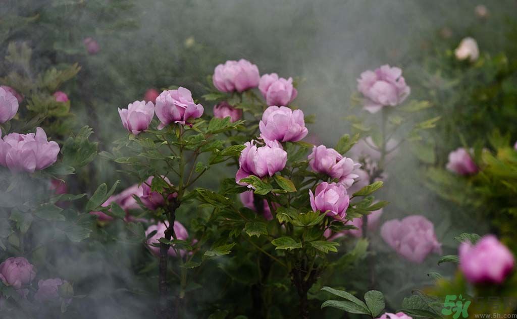 牡丹可以放在室內(nèi)嗎？室內(nèi)怎么養(yǎng)牡丹？