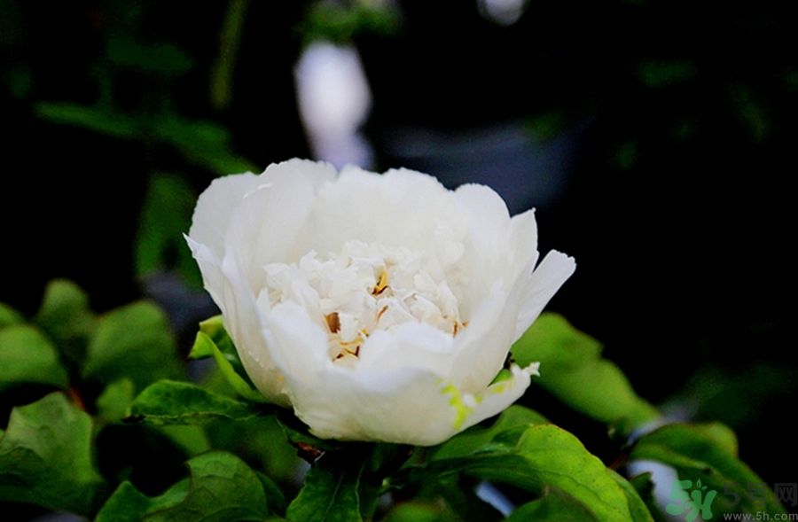 牡丹可以放在室內(nèi)嗎？室內(nèi)怎么養(yǎng)牡丹？