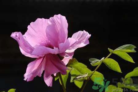 牡丹可以放在室內(nèi)嗎？室內(nèi)怎么養(yǎng)牡丹？