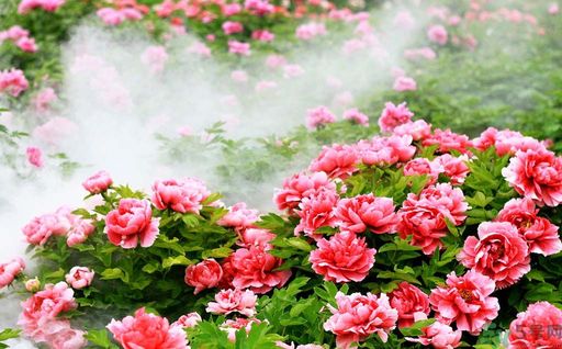 牡丹的花語是什么？牡丹的寓意是什么？