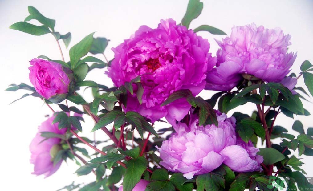 牡丹的花語是什么？牡丹的寓意是什么？