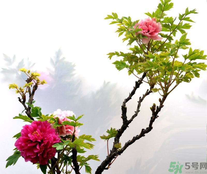 牡丹的花語是什么？牡丹的寓意是什么？