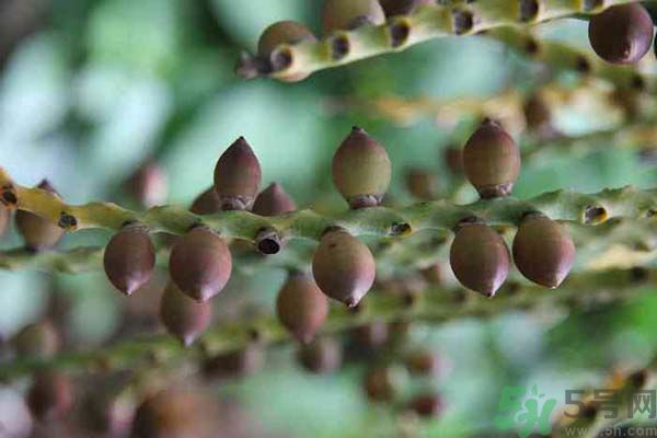 吃檳榔會致癌嗎？吃檳榔好不好？