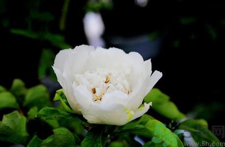 牡丹花可以做面膜嗎？牡丹花怎樣做面膜