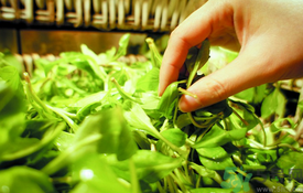 馬蘭頭是涼性的嗎?馬蘭頭是寒性食物嗎?.png 馬蘭頭是涼性的嗎?馬蘭頭是寒性食物嗎?.png