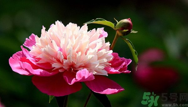 牡丹花可以吃嗎？牡丹花怎么做好吃？