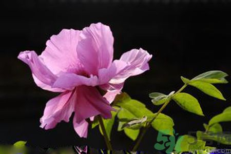 牡丹花可以吃嗎？牡丹花怎么做好吃？