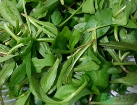 馬蘭頭可以生吃嗎?馬蘭頭能生吃嗎?.png 馬蘭頭可以生吃嗎?馬蘭頭能生吃嗎?.png