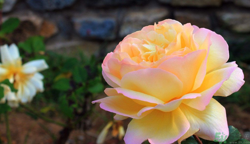 牡丹花茶可以美白嗎？喝牡丹花可以美白嗎？