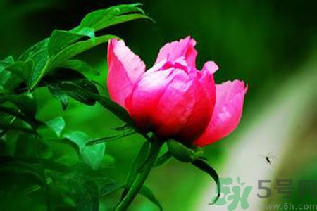 牡丹花茶可以美白嗎？喝牡丹花可以美白嗎？