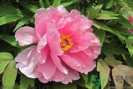 牡丹花茶可以美白嗎？喝牡丹花可以美白嗎？