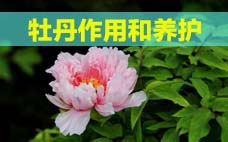 扦插的月季多久會(huì)開花？扦插月季多久可開花？