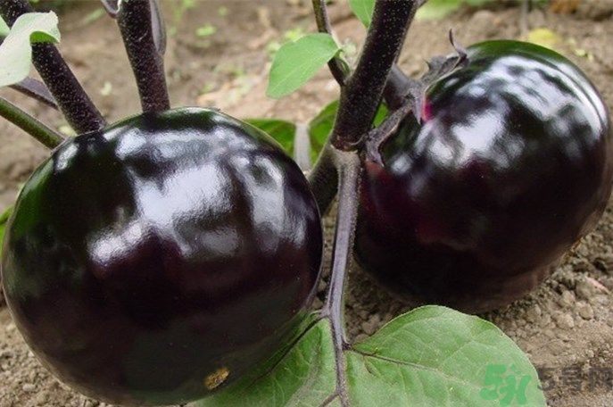 茄子有籽能吃嗎？茄子有籽吃了好不好？