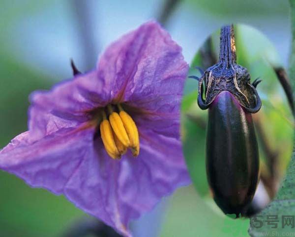 茄子隔夜還能吃嗎？茄子隔夜吃有什么危害？