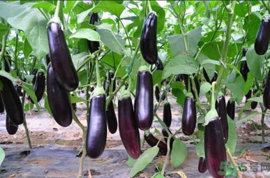 茄子和螃蟹可以一起吃嗎？茄子和螃蟹為什么不能一起吃？