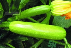 西葫蘆是酸性還是堿性?西葫蘆是堿性食物嗎?.png 西葫蘆是酸性還是堿性?西葫蘆是堿性食物嗎?.png