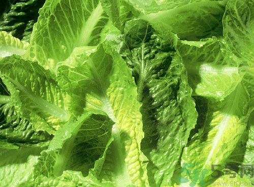 萵筍葉子能生吃嗎？萵筍葉子怎么做？