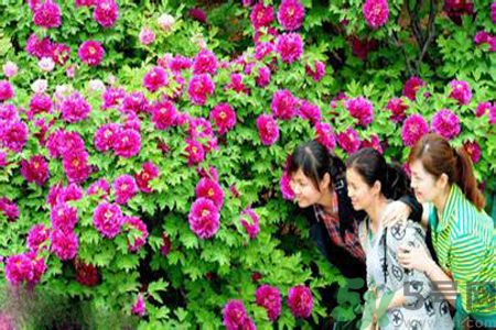 洛陽(yáng)牡丹文化節(jié)活動(dòng)有哪些？洛陽(yáng)牡丹文化節(jié)門(mén)票是多少？