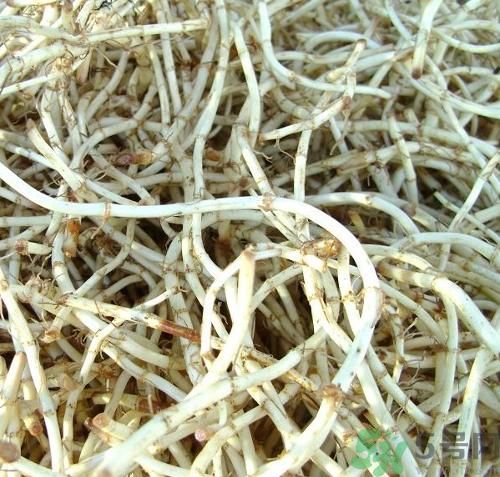 魚(yú)腥草可以炎癥嗎？魚(yú)腥草怎么治炎癥？