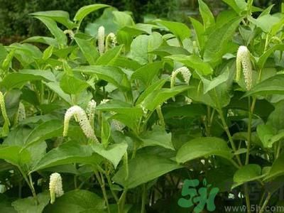 魚腥草可以止咳嗎？魚腥草止咳的辦法有哪些？