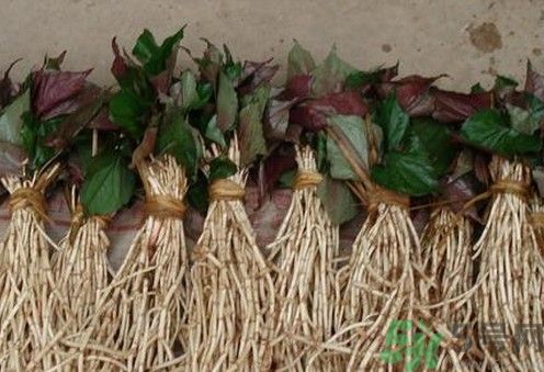 烏藥能和魚腥草一起泡茶喝嗎？烏藥和魚腥草一起吃好不好？