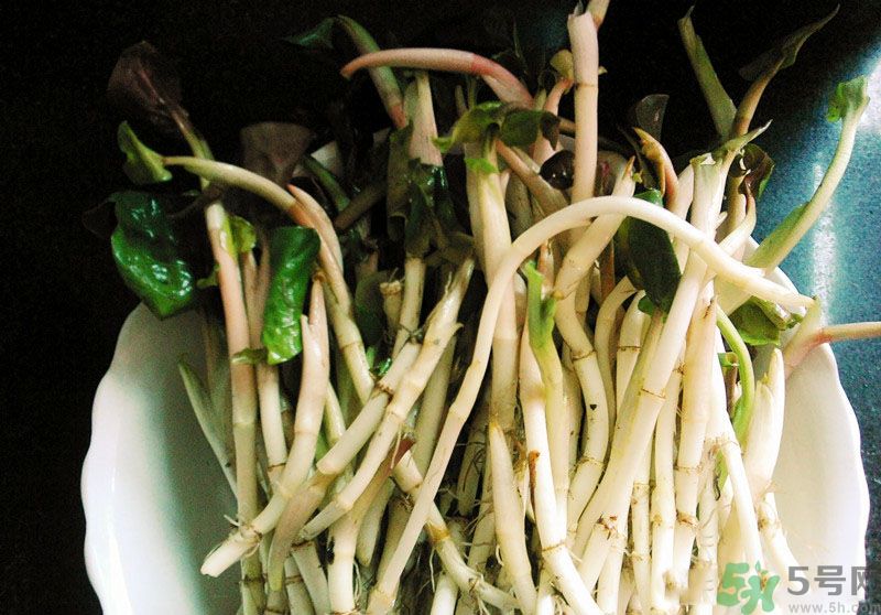 烏藥能和魚腥草一起泡茶喝嗎？烏藥和魚腥草一起吃好不好？