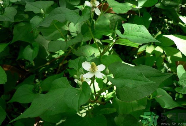 魚腥草可以戒煙嗎？魚腥草要怎么吃才能戒煙？