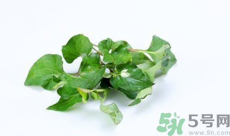 魚腥草可以抗輻射嗎？魚腥草怎么防輻射？