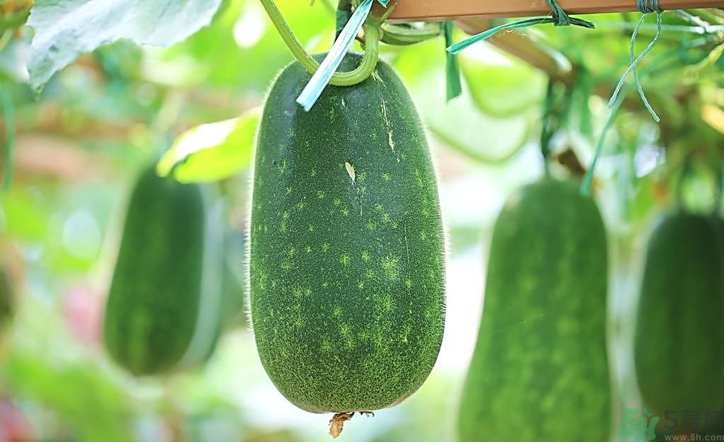 冬瓜可以祛斑嗎？冬瓜怎么祛斑？