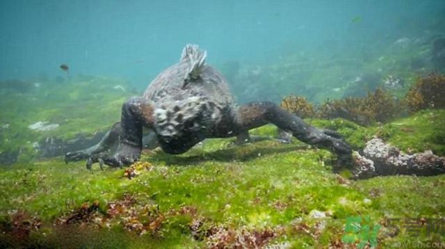 現(xiàn)實(shí)版哥斯拉在哪里現(xiàn)身？什么是哥斯拉？