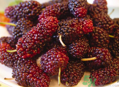 桑葚可以放冰箱嗎?桑葚能放冰箱多久?.png 桑葚可以放冰箱嗎?桑葚能放冰箱多久?.png