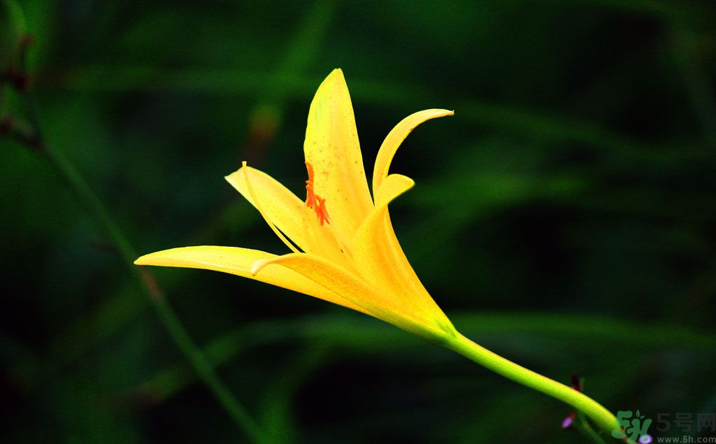 黃花菜可以治療抑郁癥嗎？兩噸黃花菜治好了抑郁癥是真的嗎？