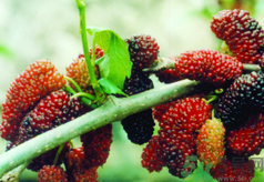 桑葚能和蘋果一起吃嗎?桑葚可以和蘋果同吃嗎?.png 桑葚能和蘋果一起吃嗎?桑葚可以和蘋果同吃嗎?.png