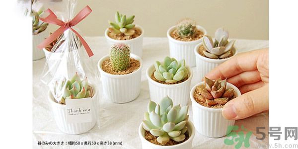 什么是多肉蛋糕？多肉蛋糕怎么做？