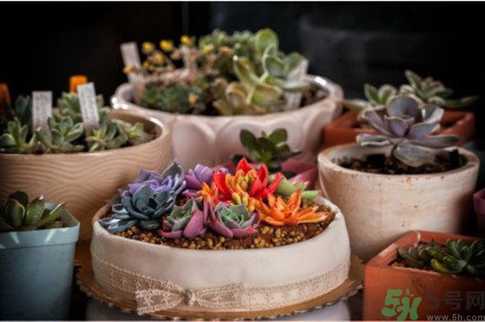 什么是多肉蛋糕？多肉蛋糕怎么做？