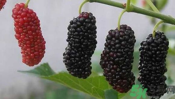 膽囊炎能吃桑葚嗎？膽囊炎吃桑葚好嗎？