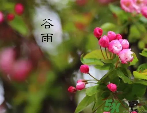 谷雨的習(xí)俗有哪些?谷雨節(jié)氣有什么習(xí)俗?.png 谷雨的習(xí)俗有哪些?谷雨節(jié)氣有什么習(xí)俗?.png