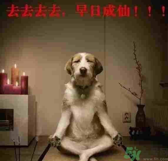 早餐吃面還是包子比較好？早餐吃包子和面健康嗎？