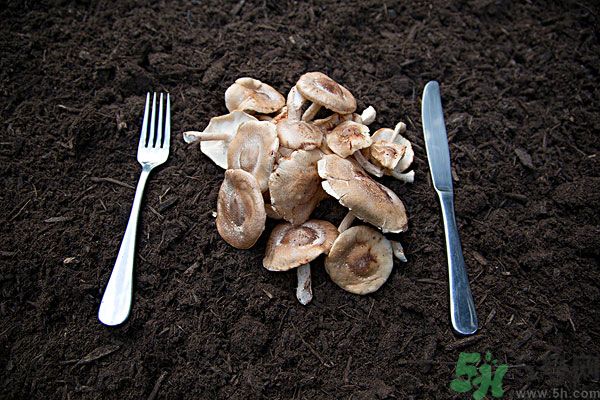 菇類的營(yíng)養(yǎng)價(jià)值有哪些？怎樣挑選優(yōu)質(zhì)的菇類？