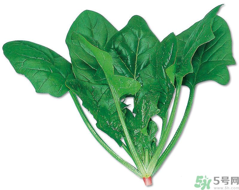 菠菜可以炒韭菜嗎？菠菜和韭菜一起吃怎么樣？