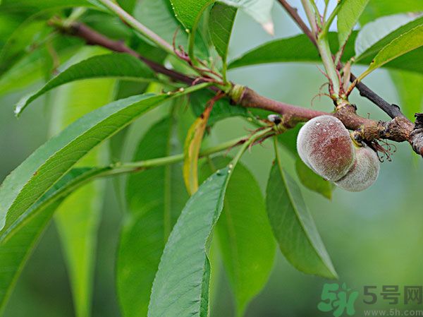 毛桃怎么清洗干凈？毛桃怎么去毛？