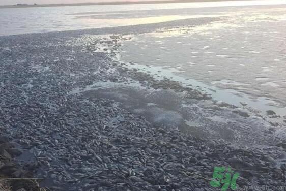 呼倫貝爾河為什么被污染？喝了呼倫貝爾河污染的水會(huì)怎么樣？