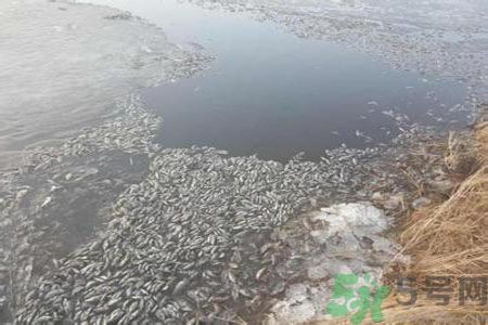 呼倫貝爾河為什么被污染？喝了呼倫貝爾河污染的水會(huì)怎么樣？