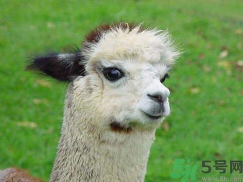 羊駝成餐桌新寵澳洲人最喜脖子肉 羊駝能吃嗎? 羊駝成餐桌新寵澳洲人最喜脖子肉 羊駝能吃嗎?