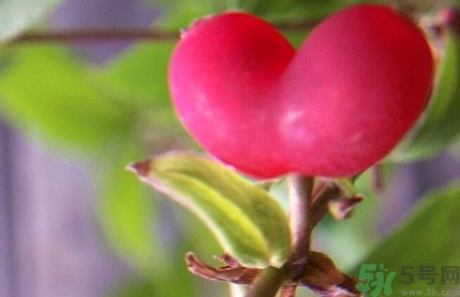 心形水果叫什么？杈杷果可以吃嗎？