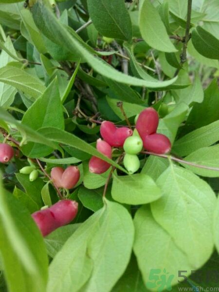 心形水果叫什么？杈杷果可以吃嗎？