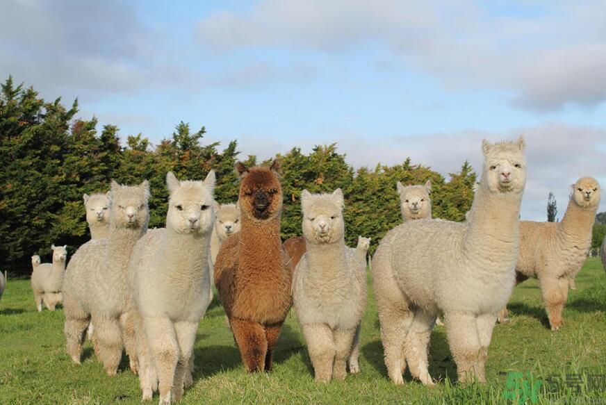 草泥馬是羊駝嗎？萌萌噠草泥馬居然被吃啦!