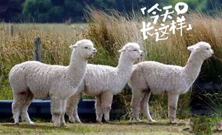 草泥馬是羊駝嗎？萌萌噠草泥馬居然被吃啦!