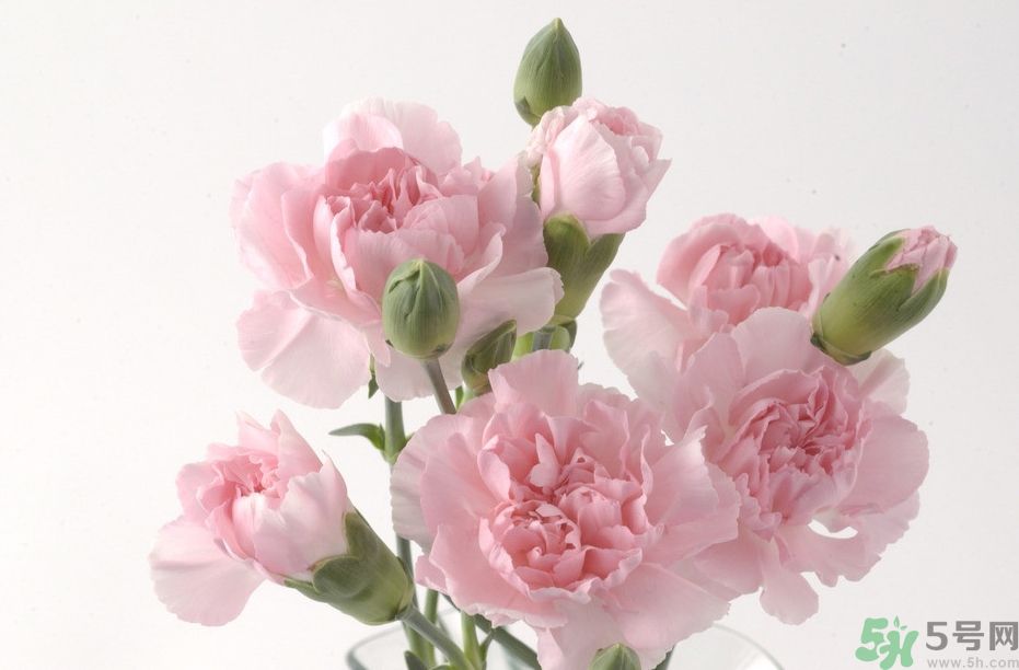 母親節(jié)送幾朵康乃馨好？母親節(jié)應該送幾朵康乃馨？