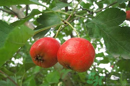 吃山楂要去皮嗎?山楂皮的功效與作用 吃山楂要去皮嗎?山楂皮的功效與作用